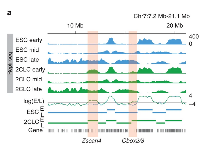 تغییرات سرنوشت سلولی با تغییر در سرعت چنگال همانندسازی DNA و افزایش برنامه‌ریزی مجدد سلول